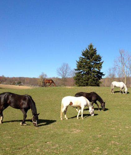 Valley View Farm